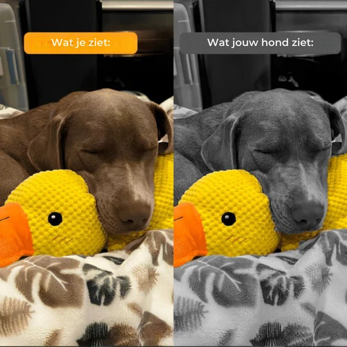 QuackBuddy | Anti-Stress Knuffel voor Honden